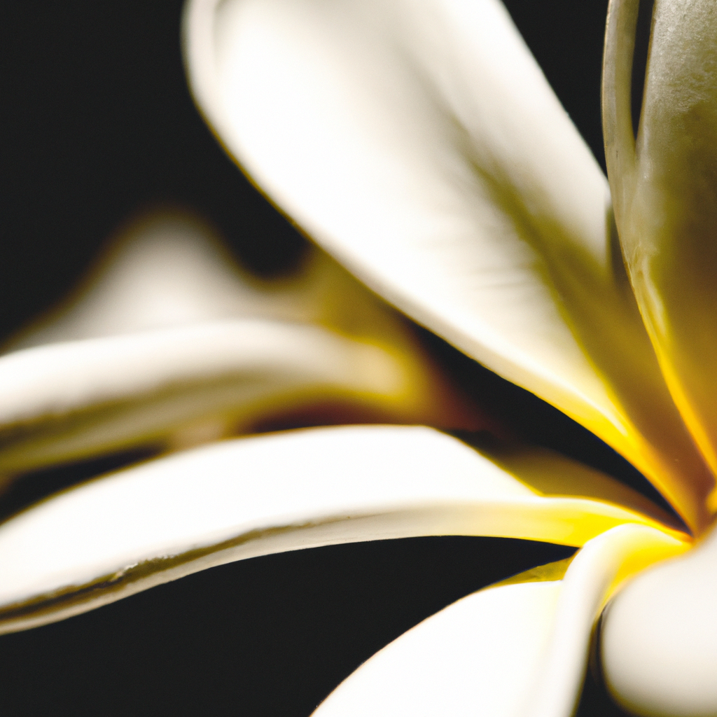 Fleur de tiaré, macro minimaliste